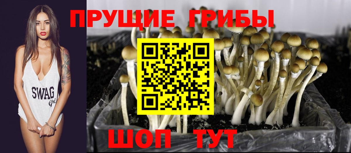Галлюциногенные грибы мицелий  Серпухов  Псилоцибиновые грибы Psilocybe 